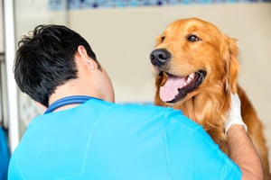 Male doctor examining a cute dog at the vet