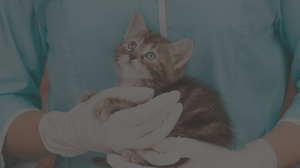 ezyvet netsuite integration
